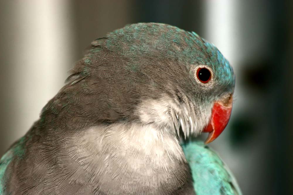 Princess Of Wales Parakeet - Blue Mutation