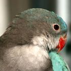 Princess Of Wales Parakeet - Blue Mutation