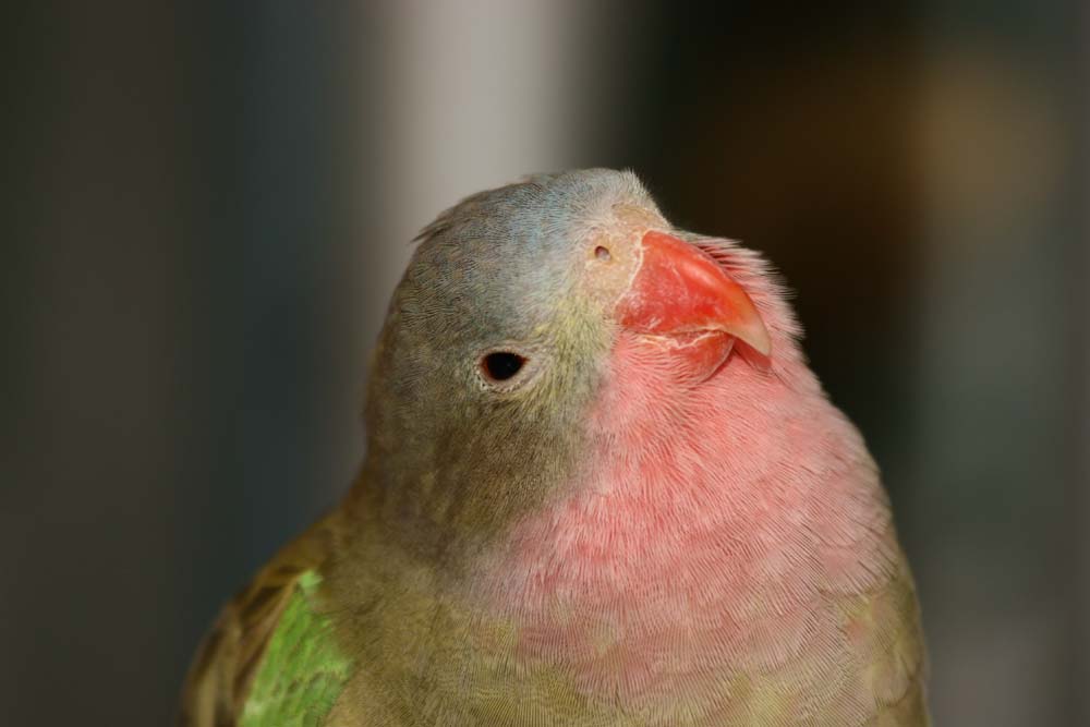 Princess Of Wales Parakeet Charly