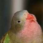 Princess Of Wales Parakeet Charly