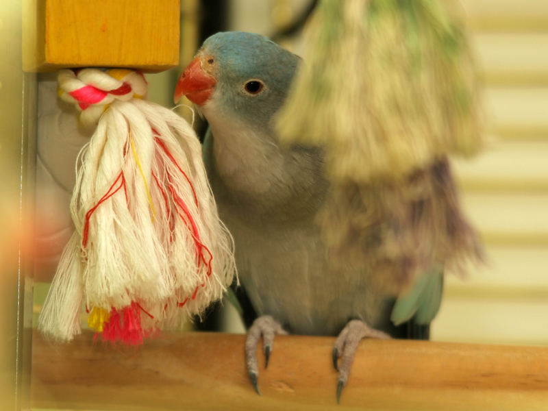 Princess Of Wales Parakeet Didi