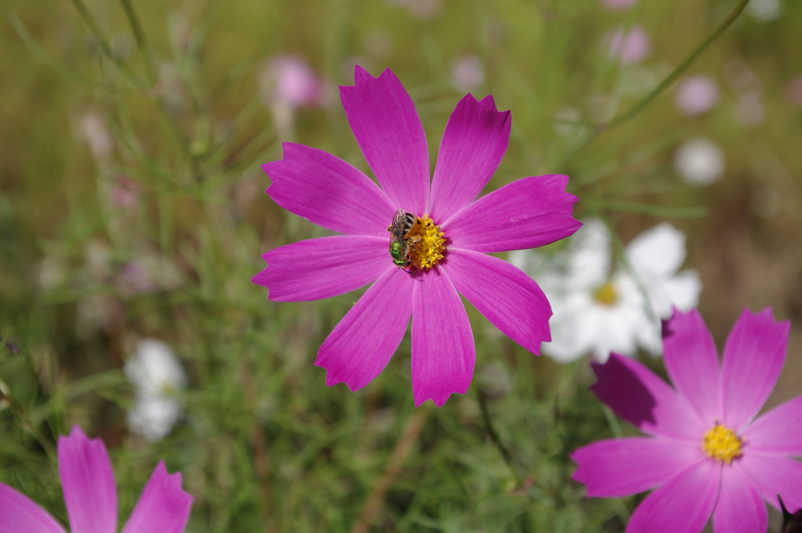 Princesse abeille