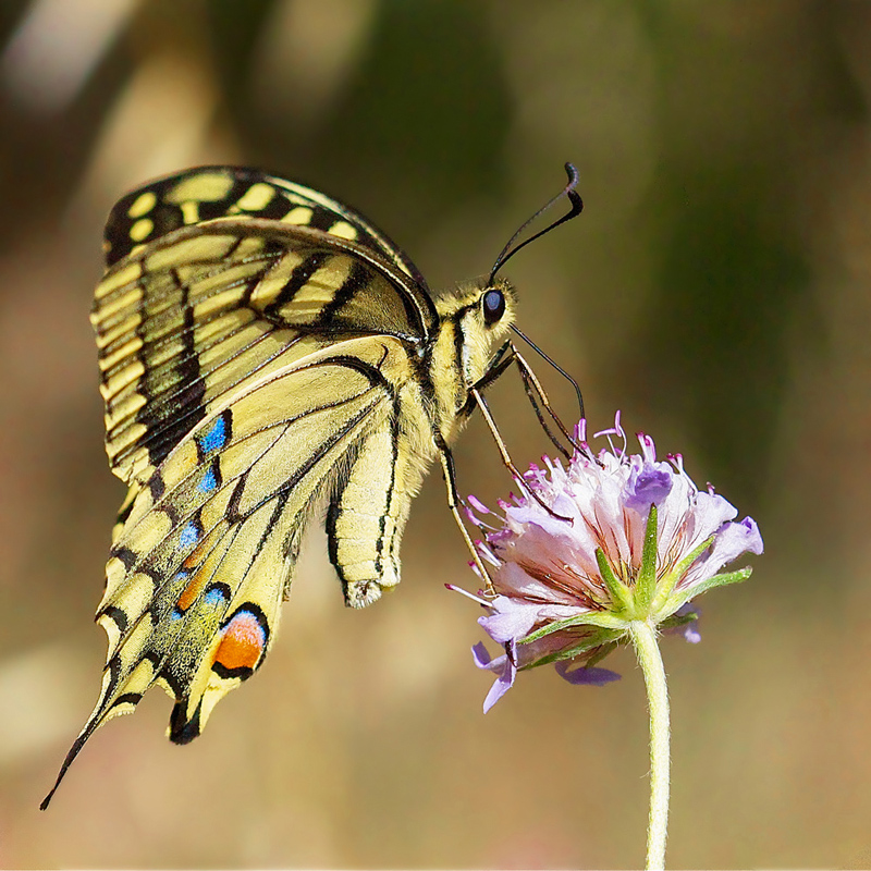 Princesse Machaon