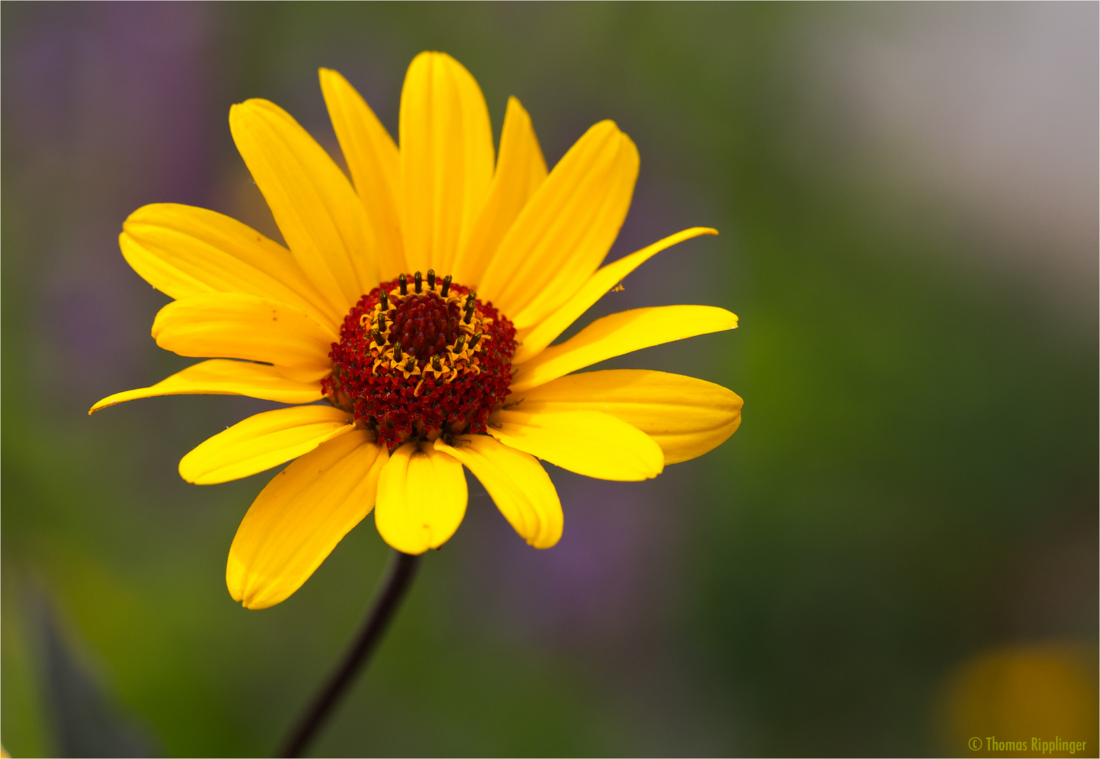 Pringleis Aster.