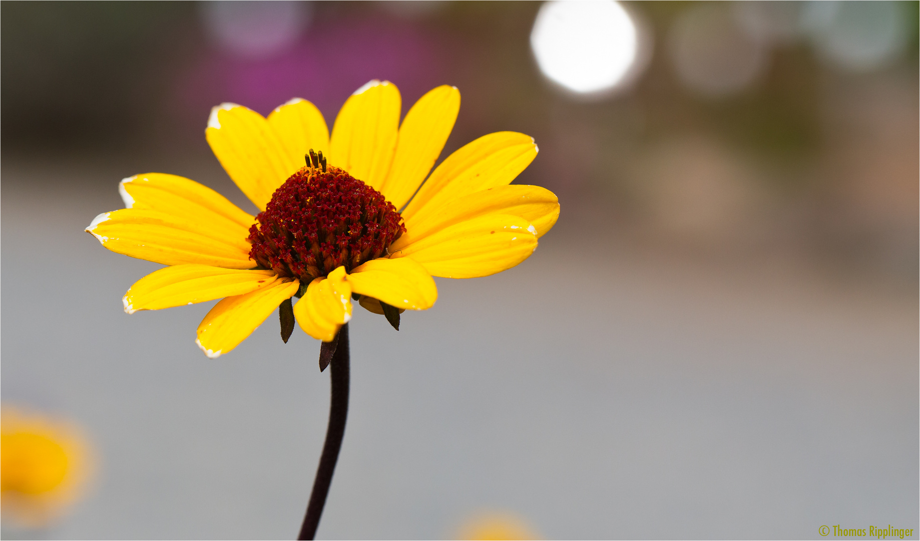 Pringleis Aster