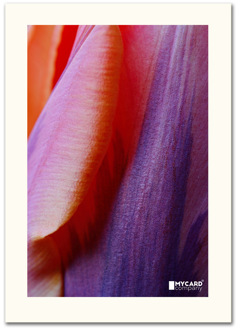 Prinses Irene tulip #2