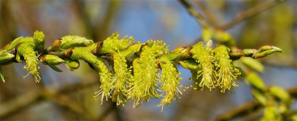 ... printemps -1- !!!...