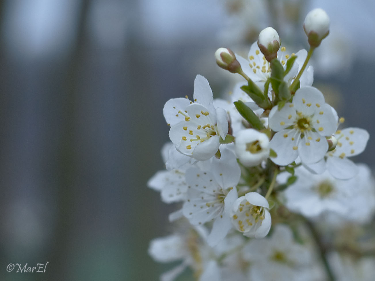 "printemps"