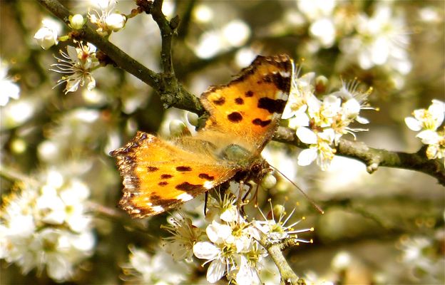 ... printemps -2- !!!...