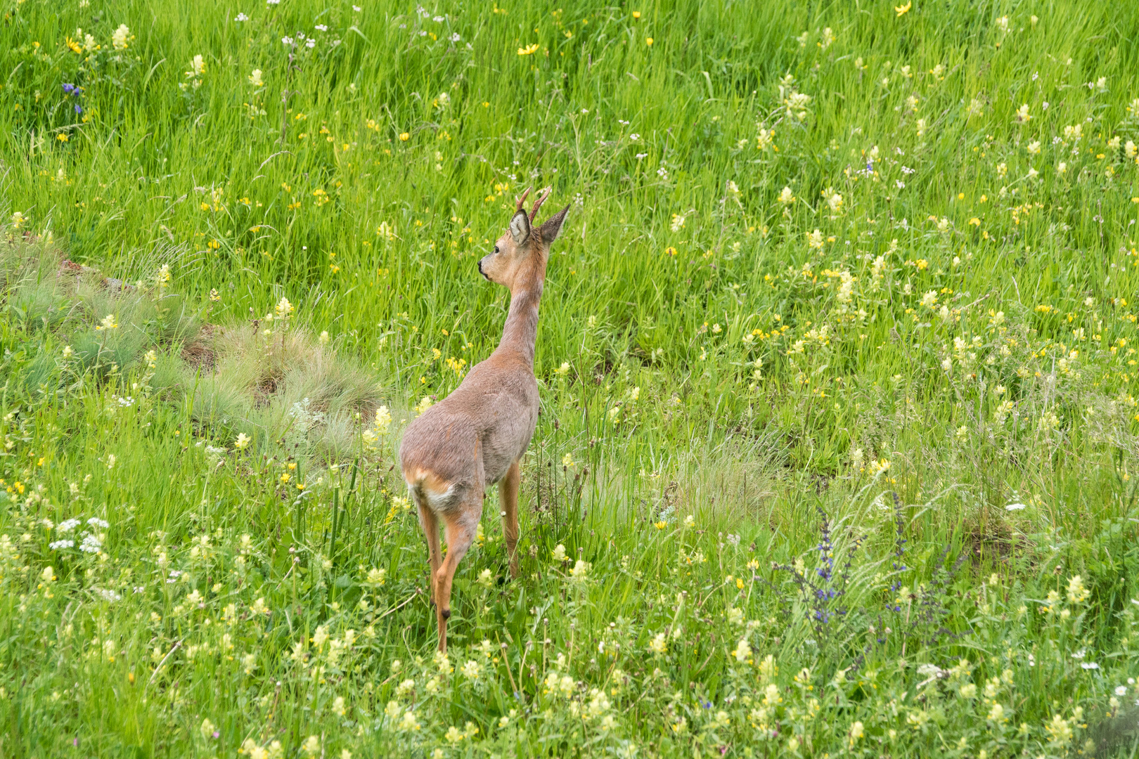 printemps 2019