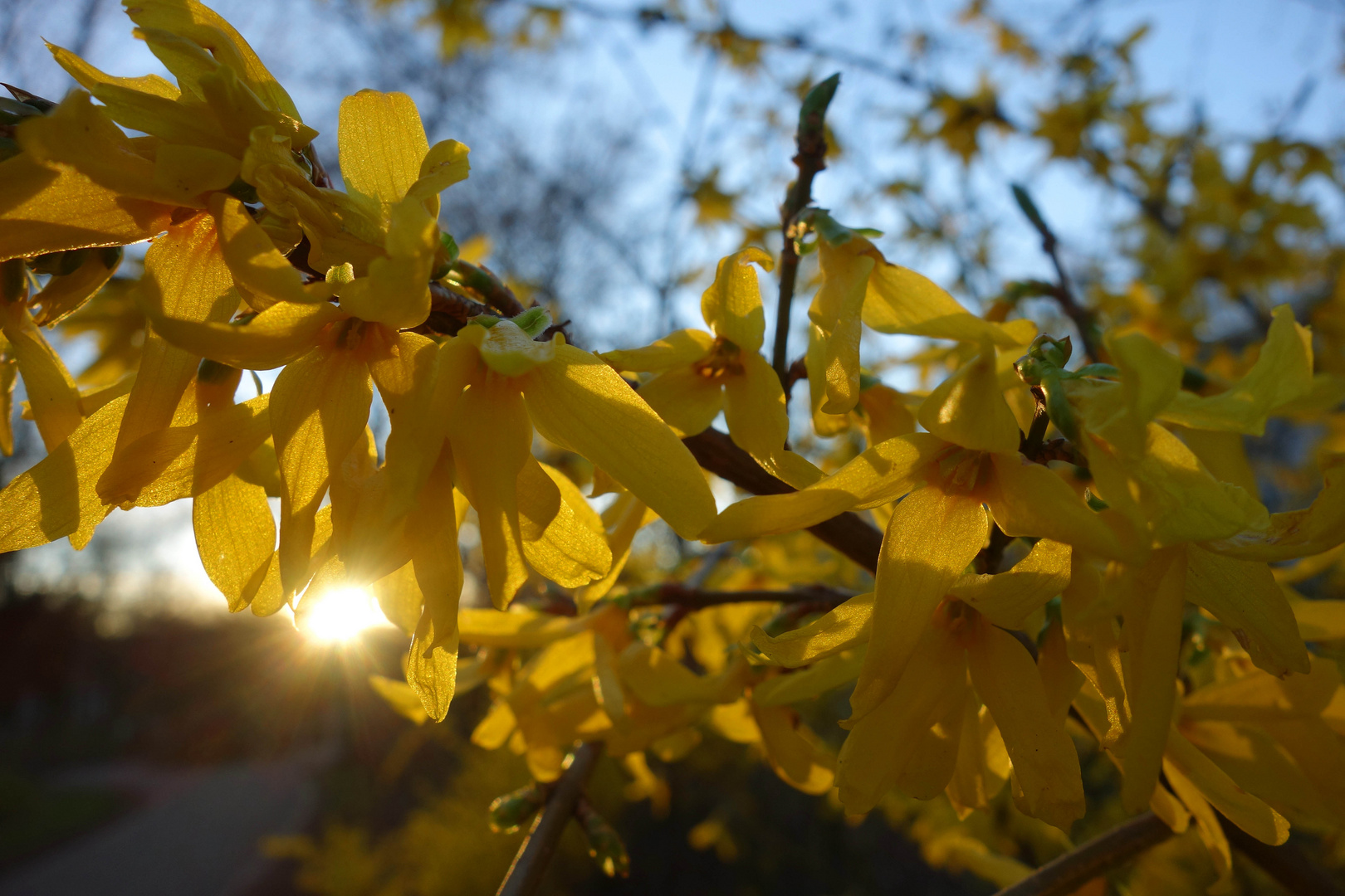 Printemps...