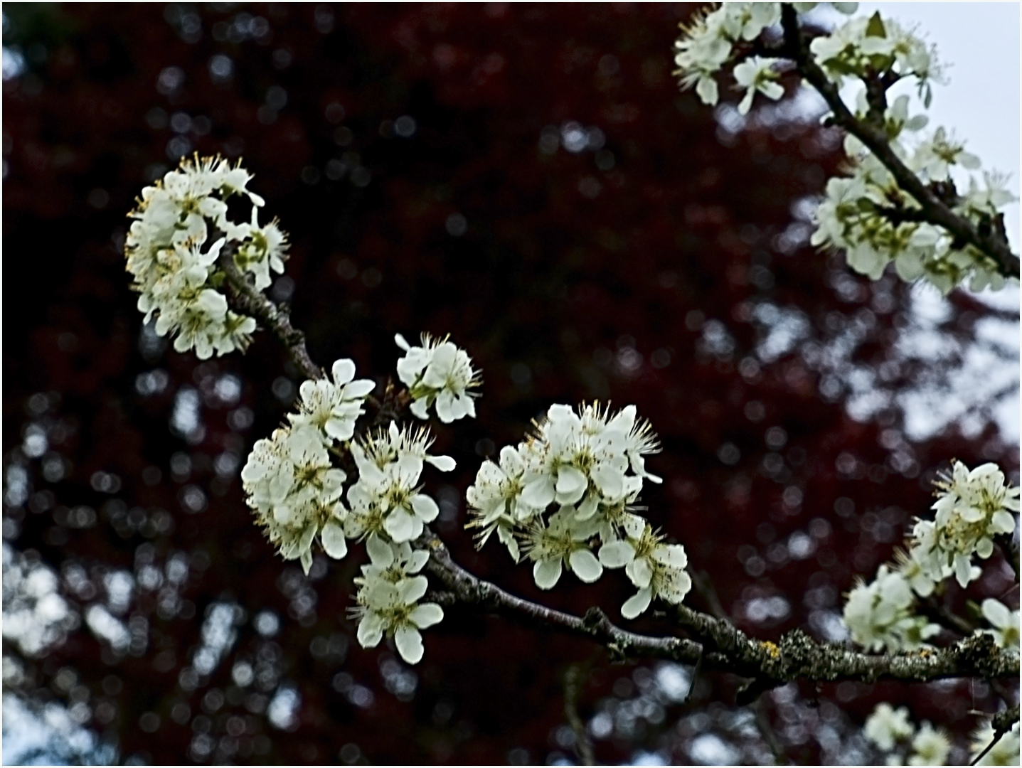 Printemps