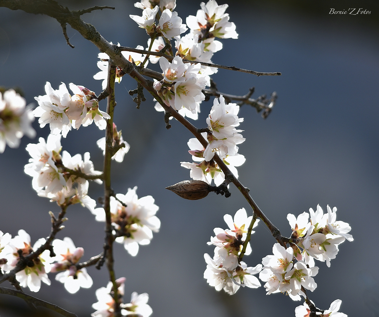 Printemps