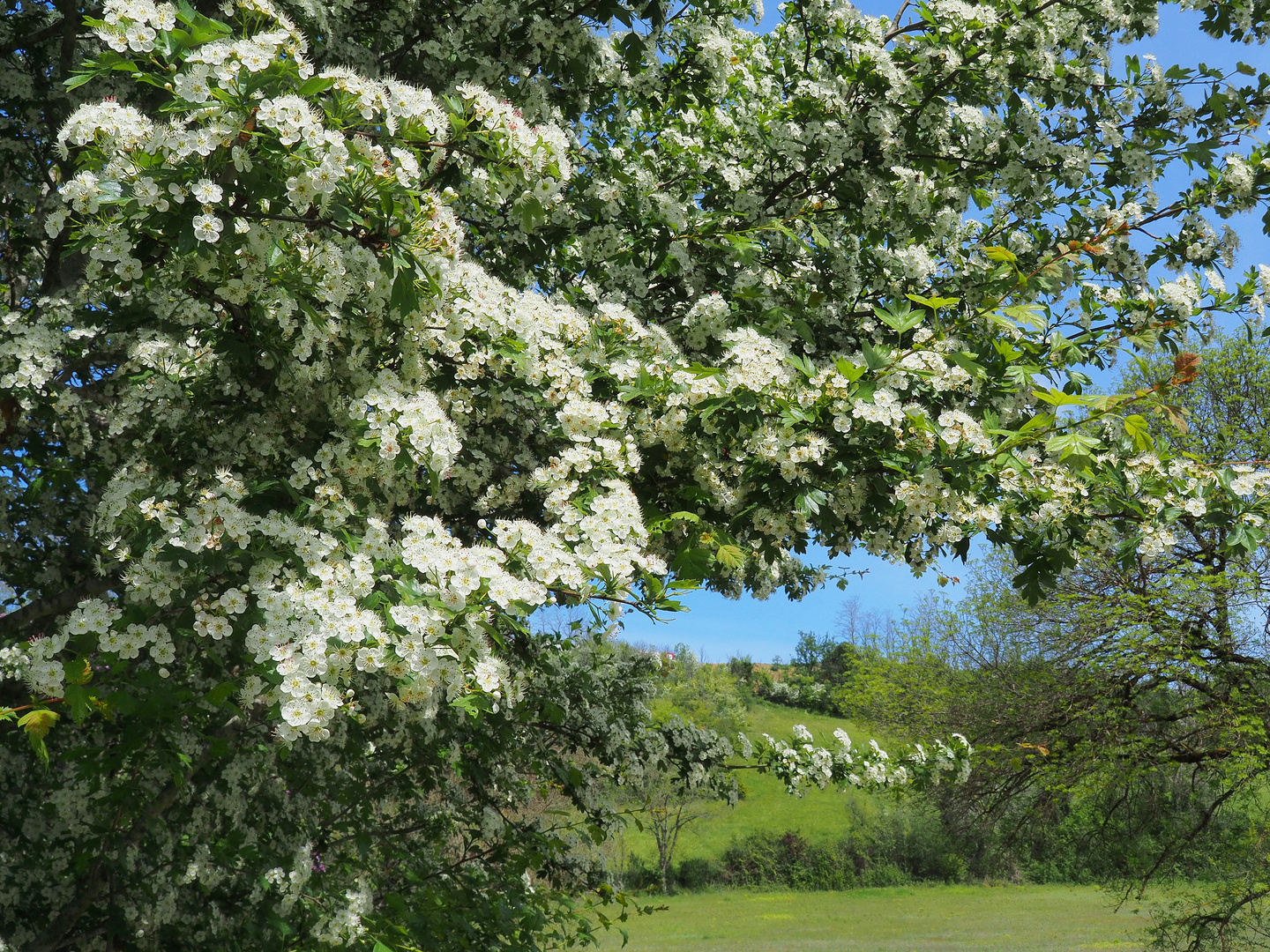 Printemps