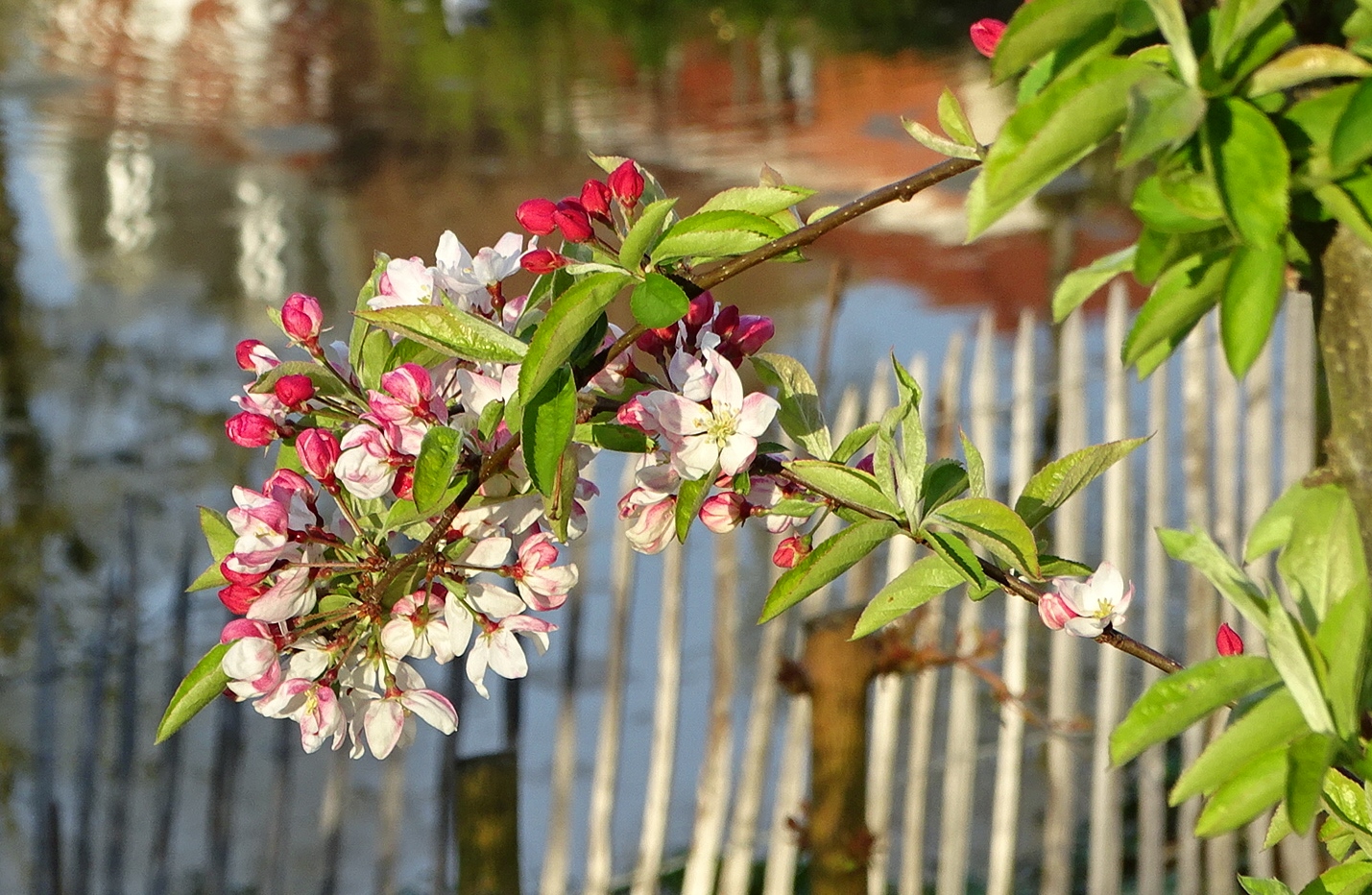 Printemps