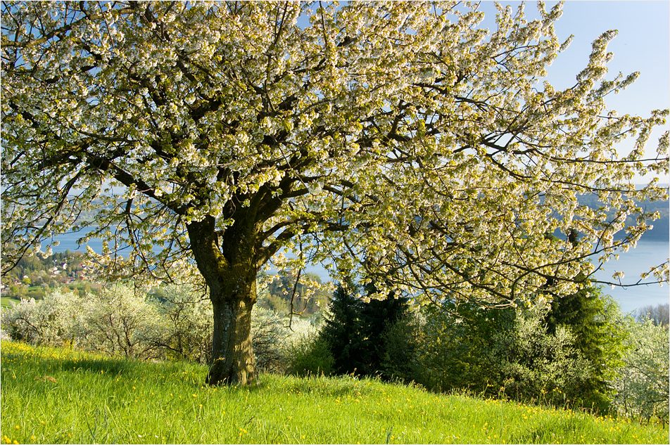 printemps