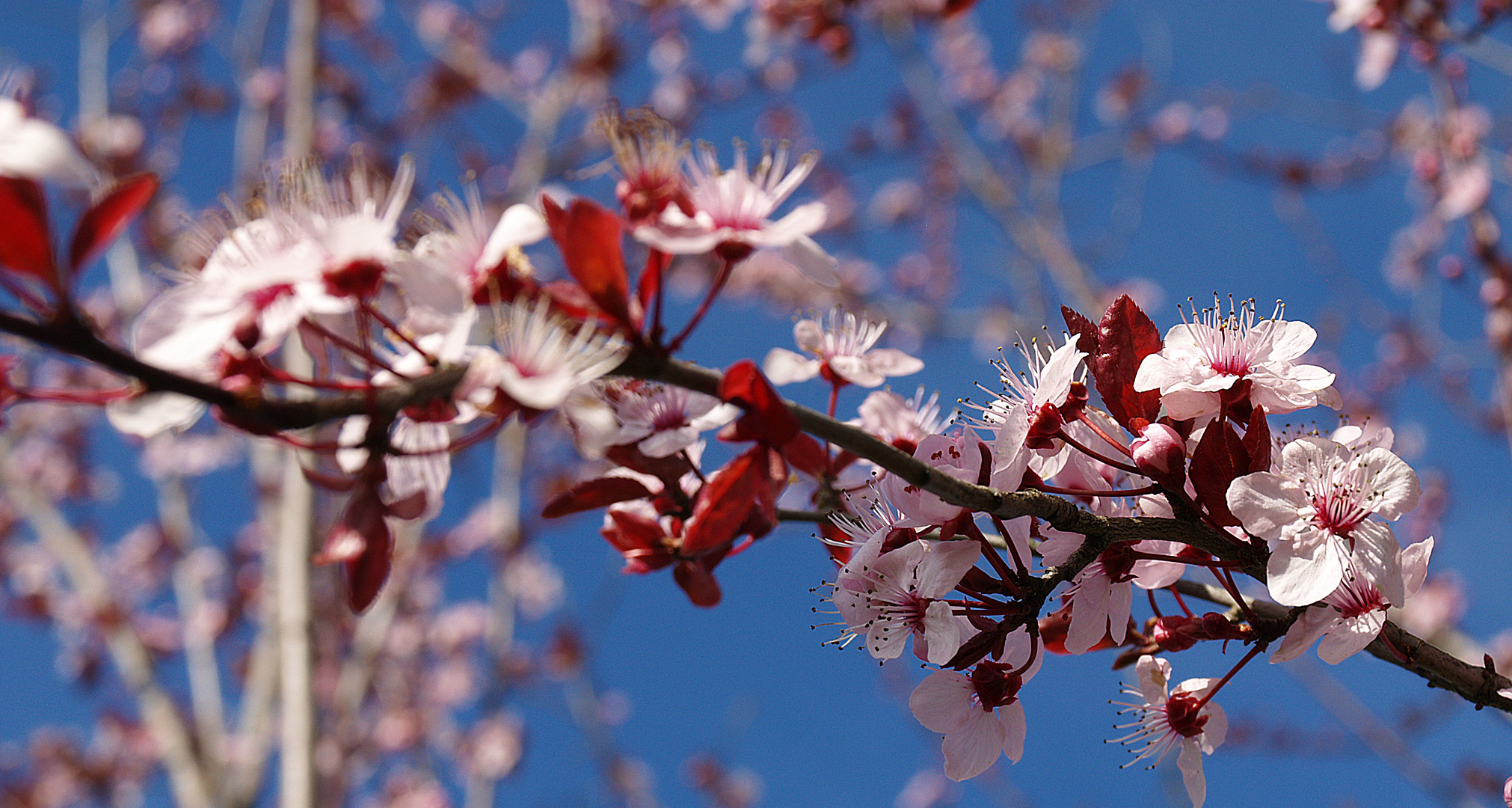 Printemps