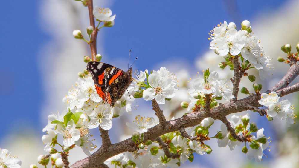 Printemps