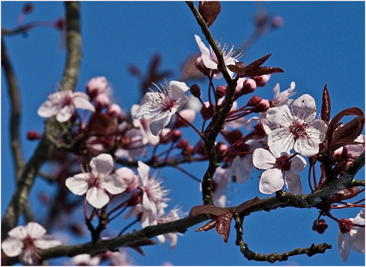 Printemps