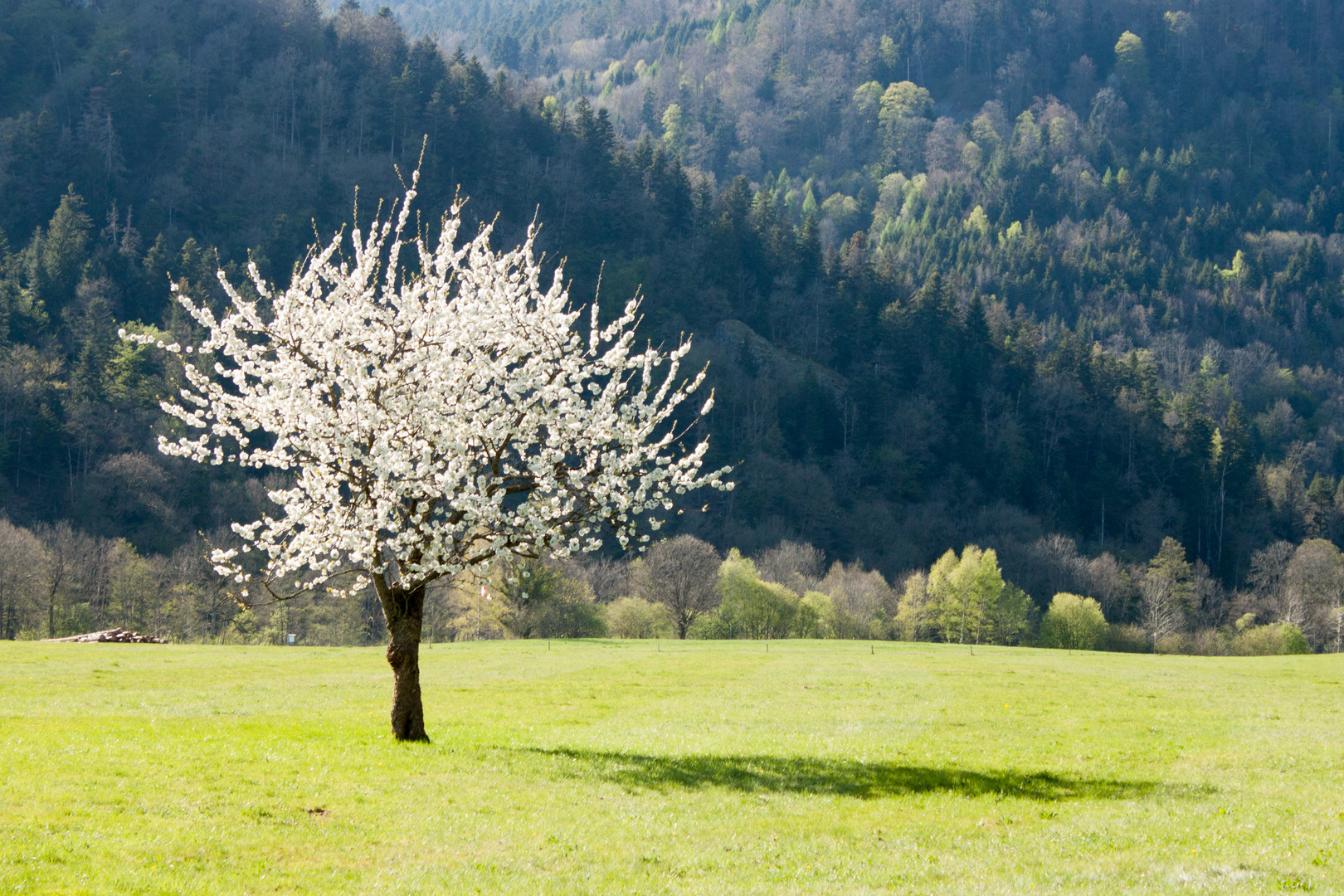 Printemps photo et image arbres, nature, fleurs Images fotocommunity