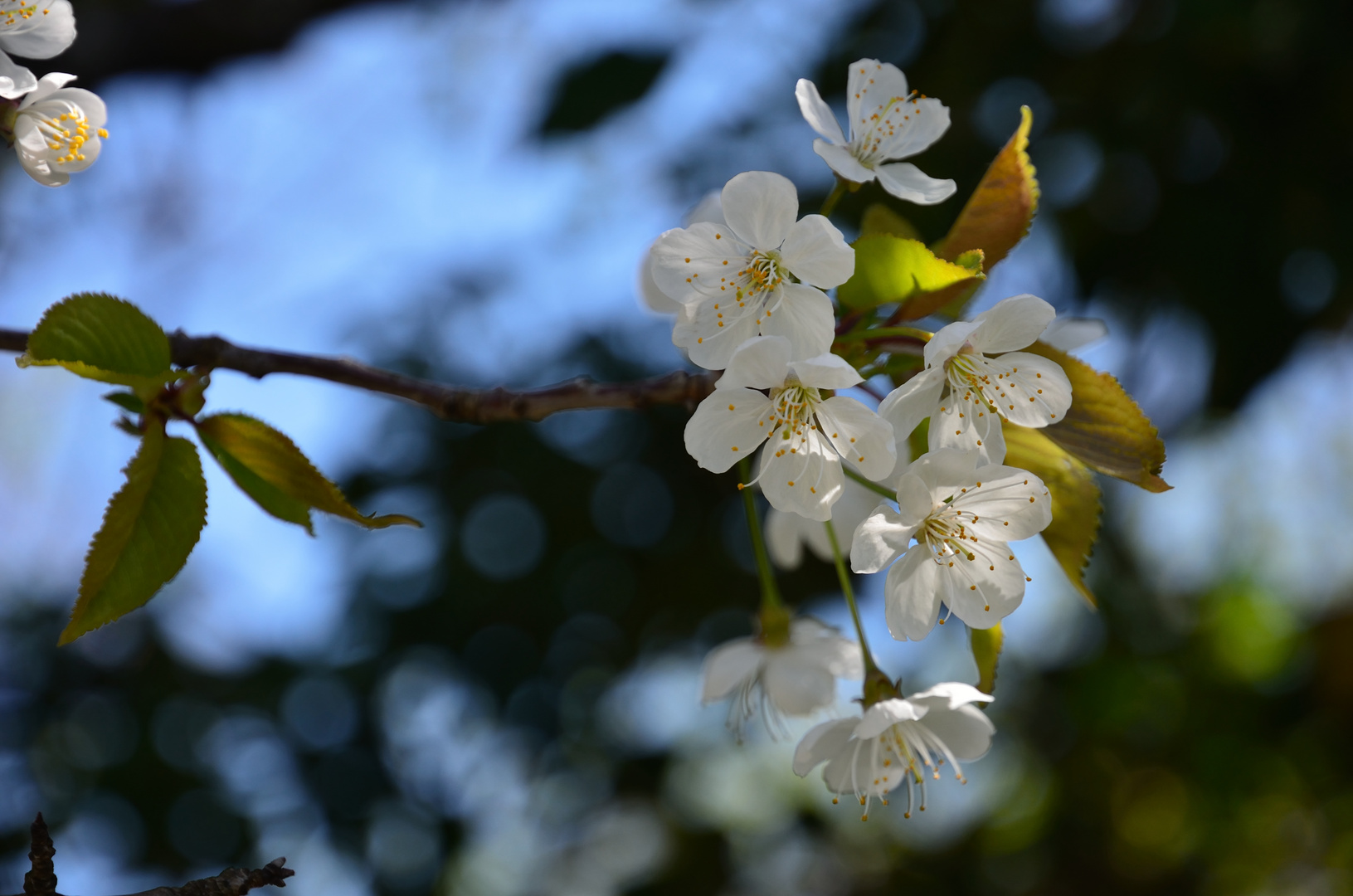 printemps