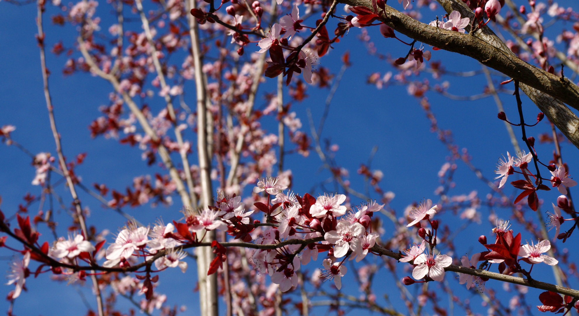 Printemps