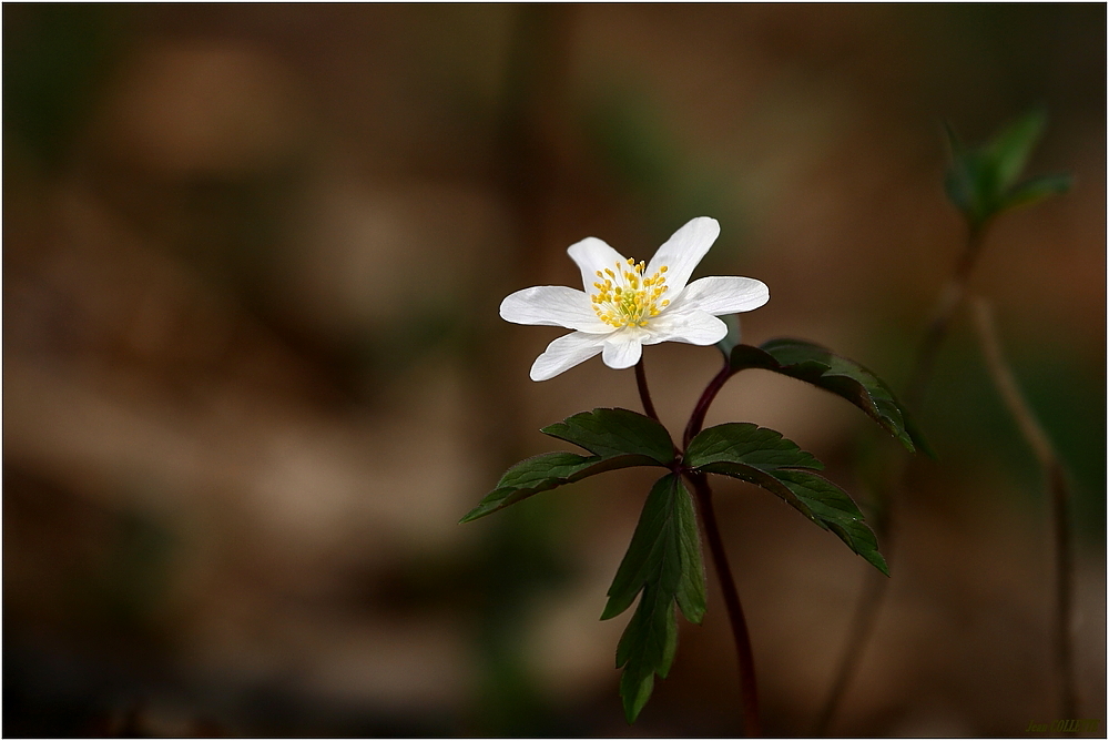 " Printemps "..