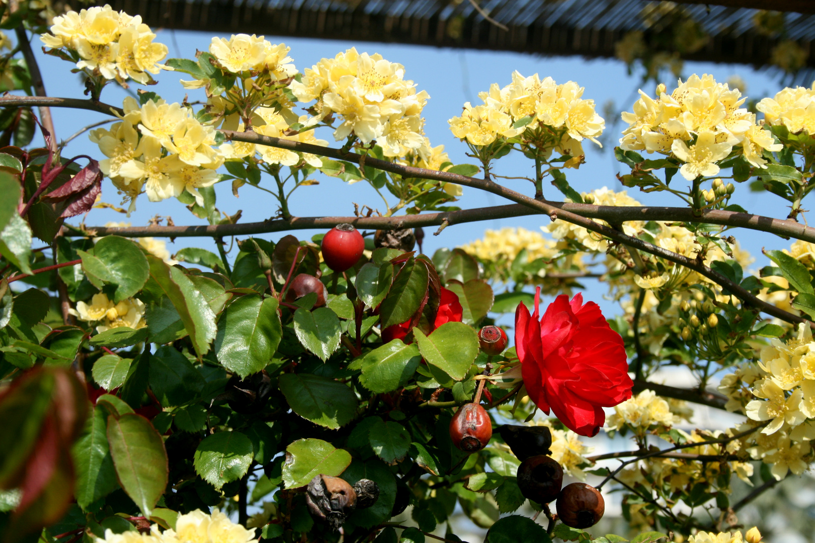 Printemps à Cannes