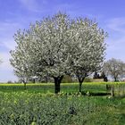 Printemps à la campagne