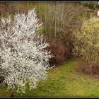 Printemps à Sarlat 