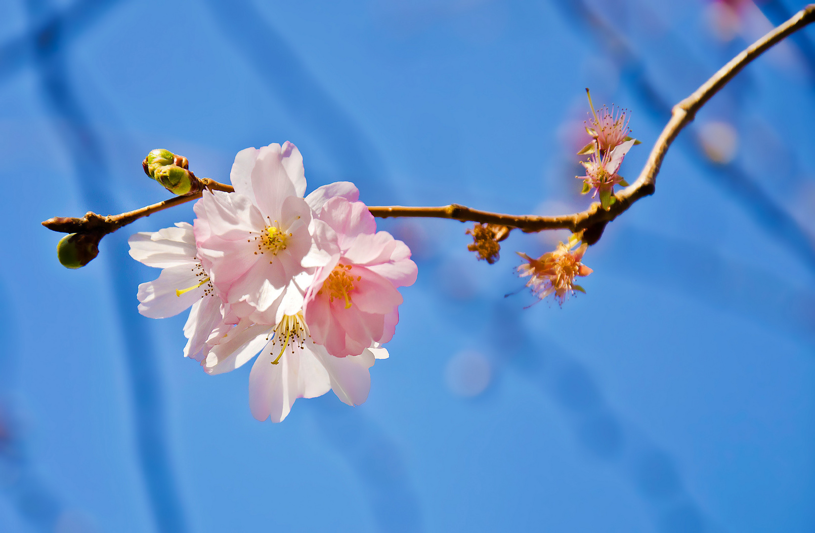 Printemps à Tours