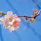 Printemps à Tours