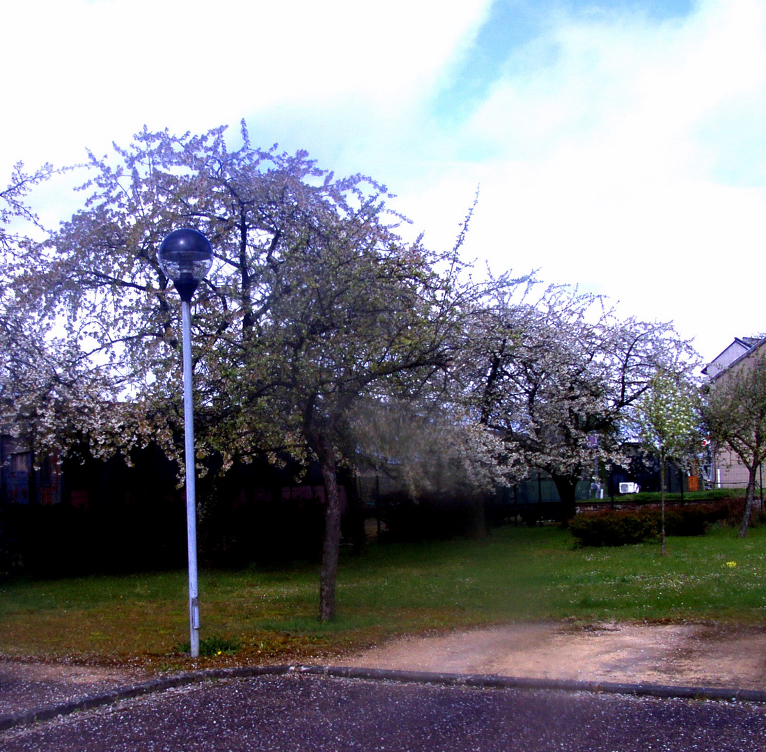 Printemps à Vigy (Moselle)