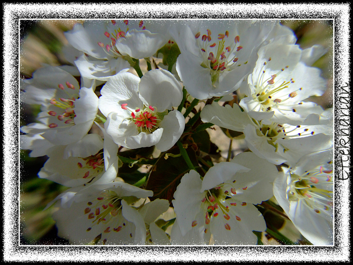 printemps