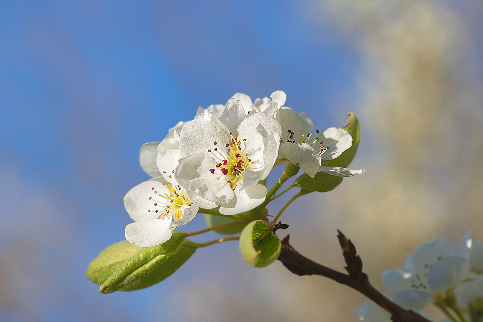 printemps