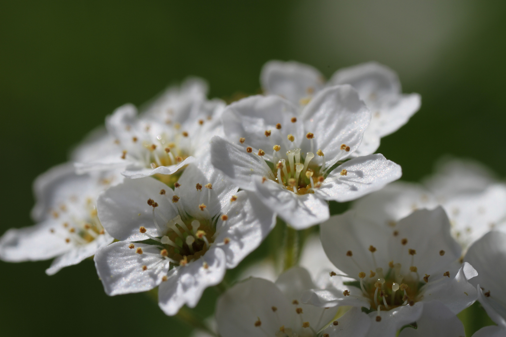 Printemps