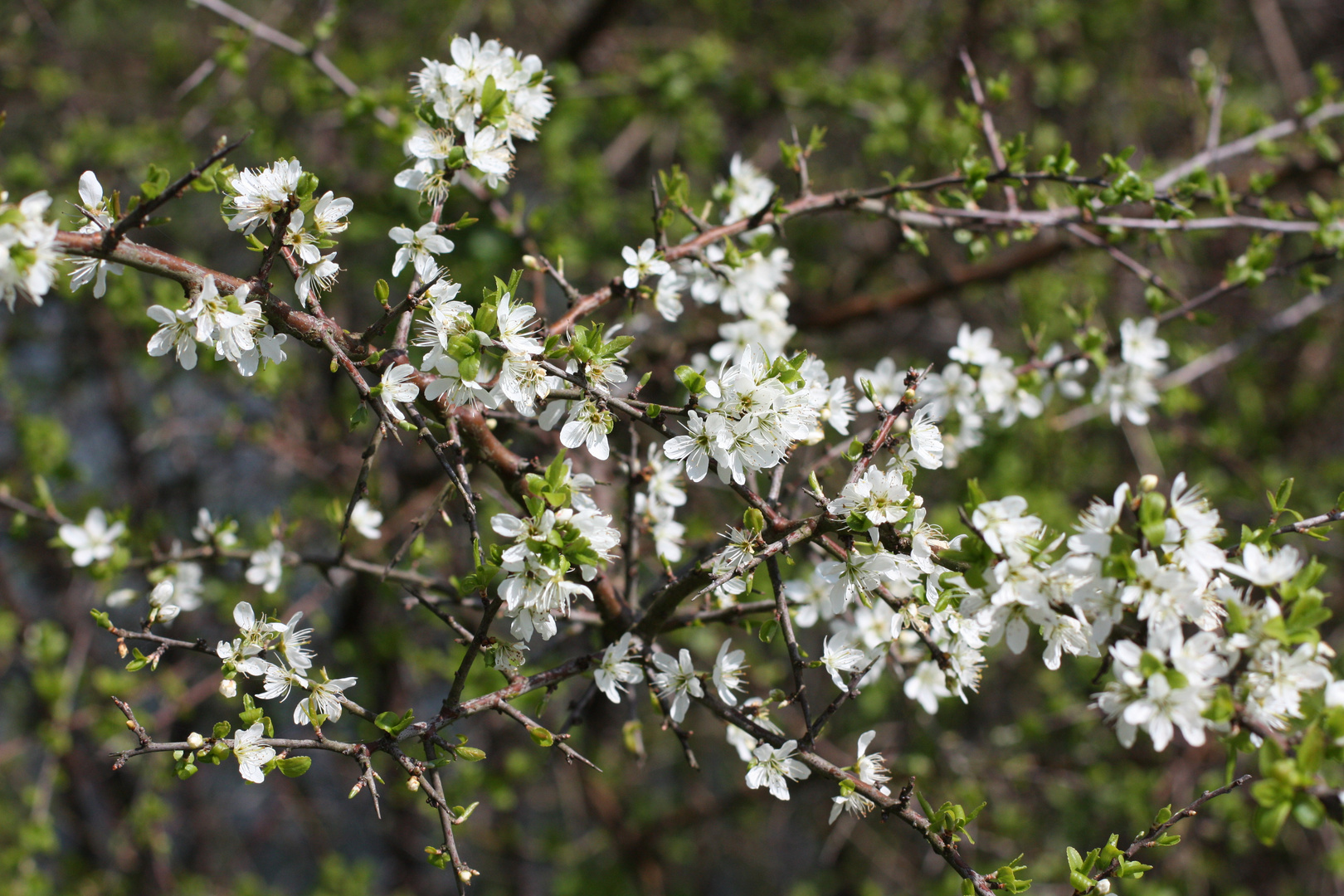 Printemps