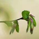 Printemps au bord du rhin - Frühling am Rhein