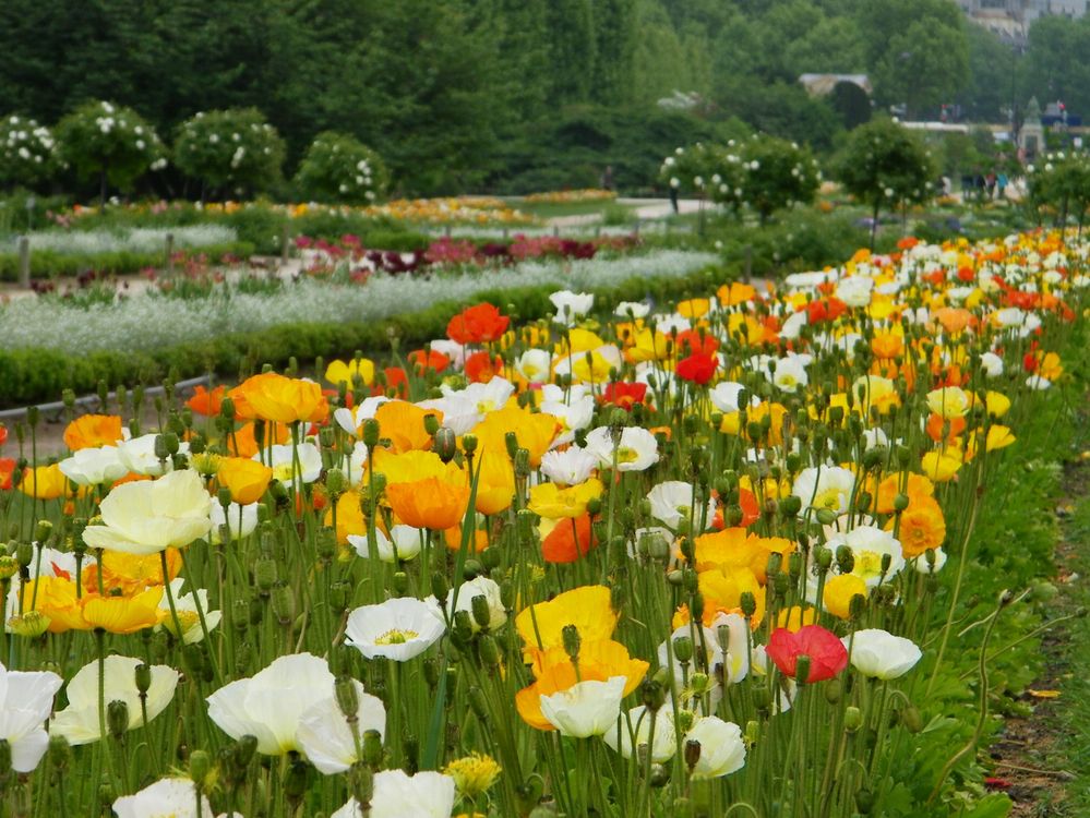 Printemps au jardin des plantes