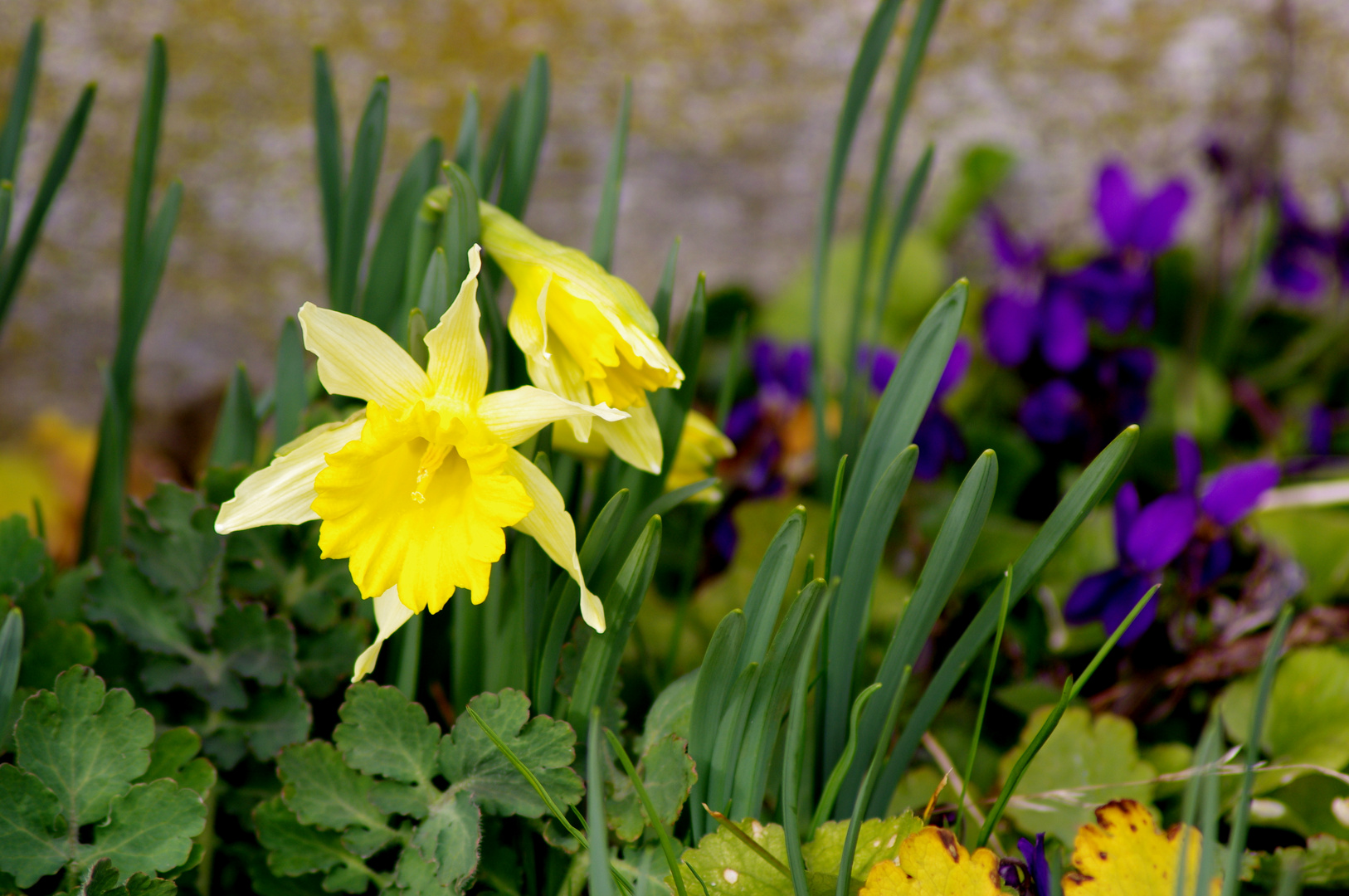 printemps au jardin ....