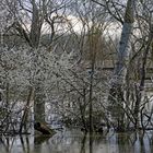 printemps au marais....