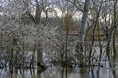 printemps au marais....