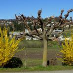 Printemps au / Primavera en / Frühling im = Tessin...08