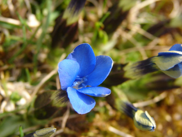 printemps bleu