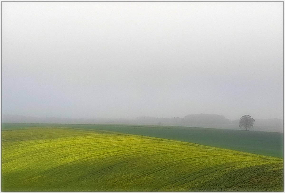 printemps brouillard..