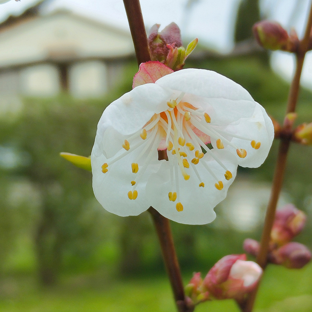 Printemps