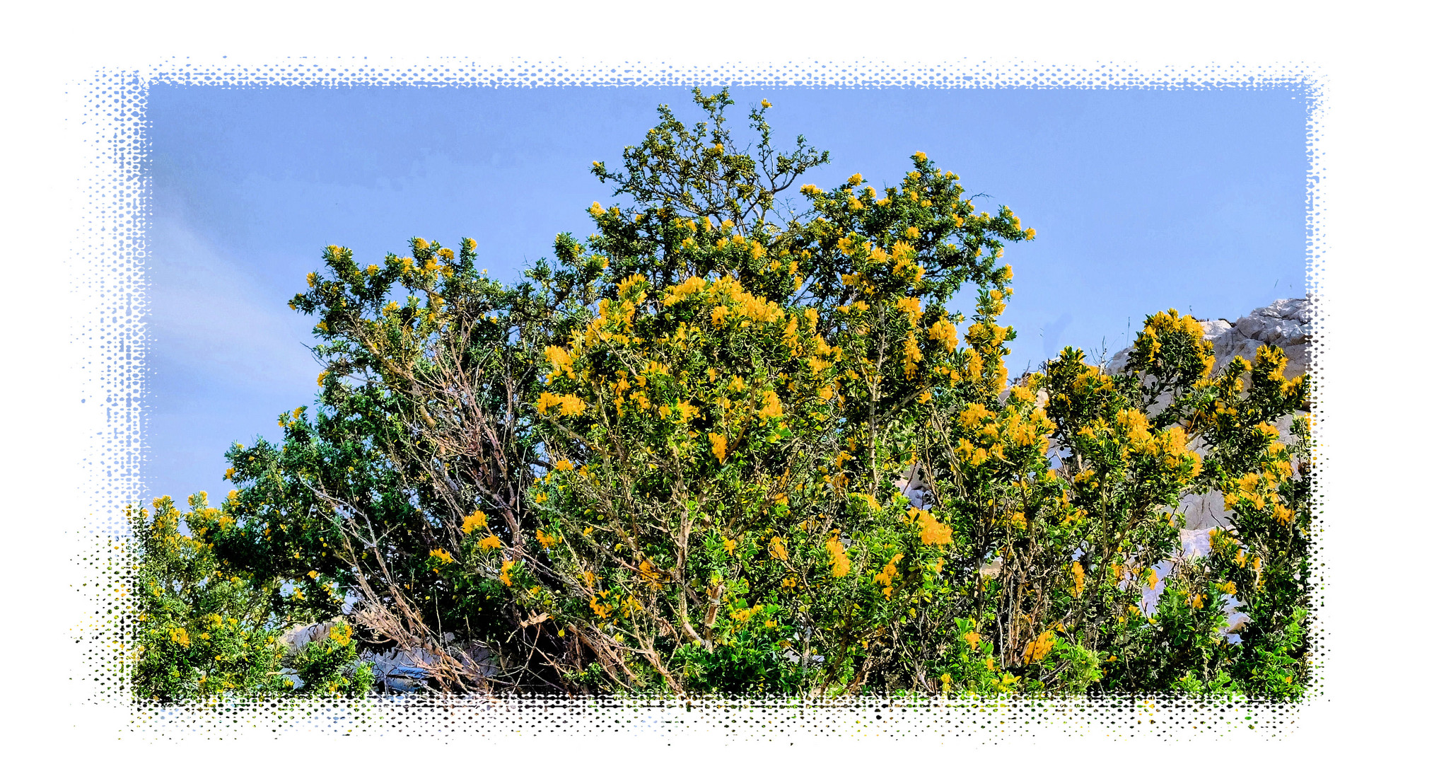 Printemps-Calanques (3)