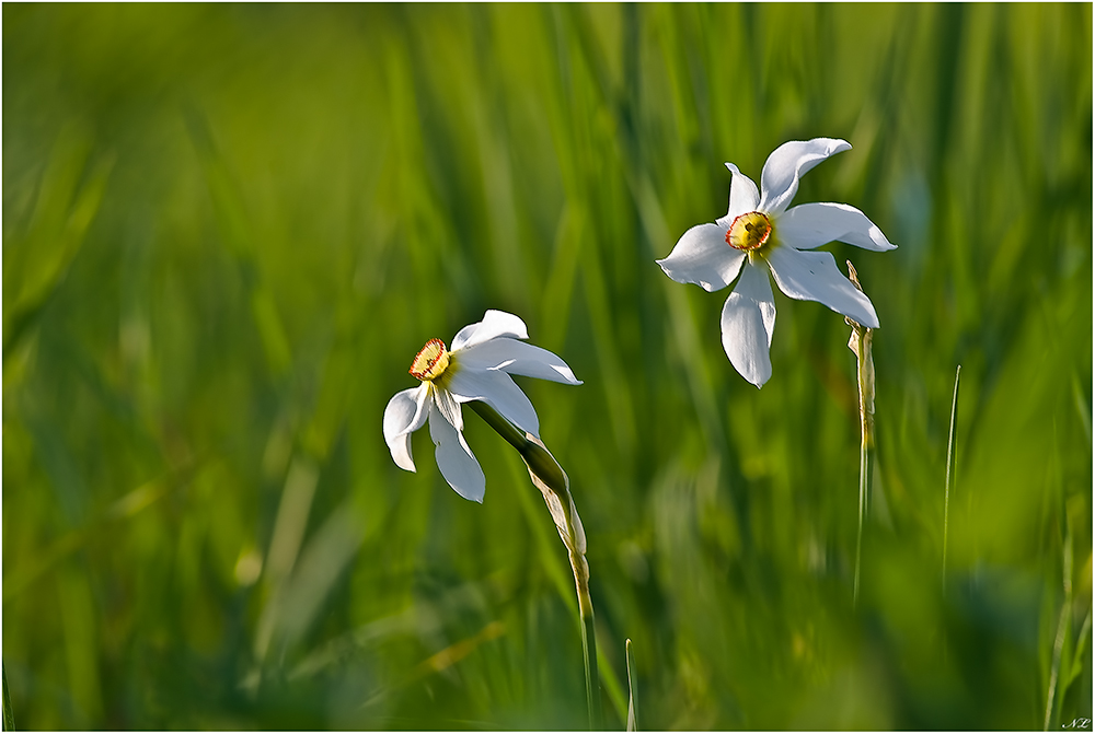 Printemps