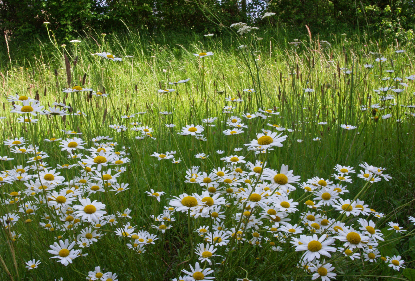 Printemps champêtre