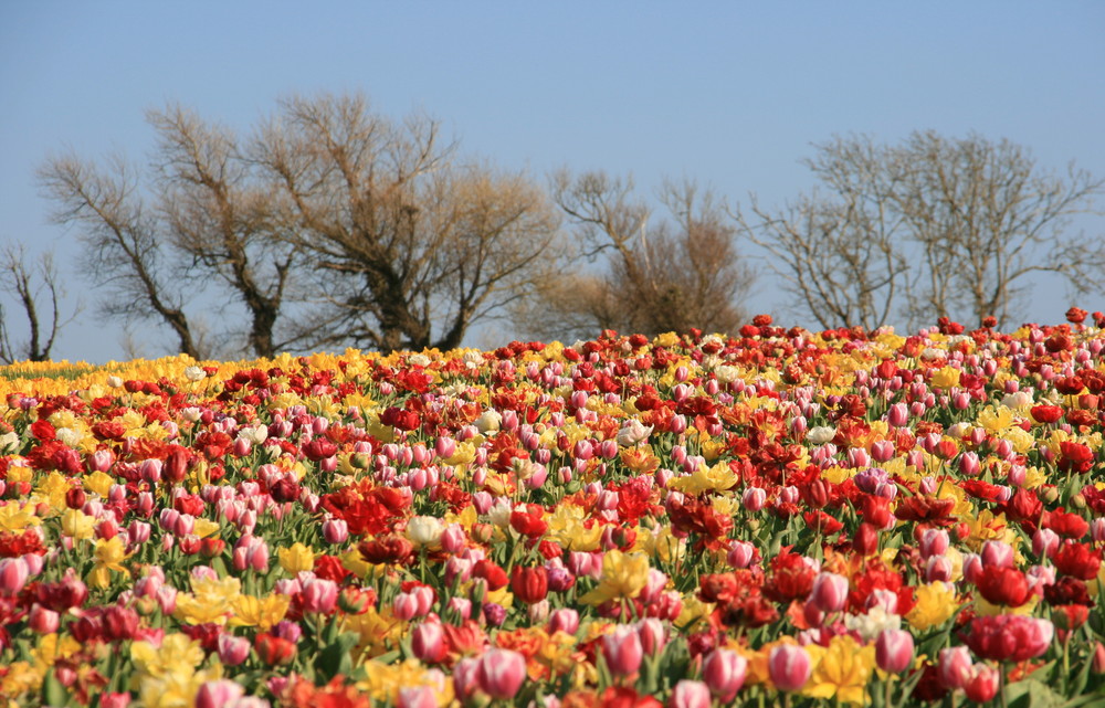 Printemps coloré